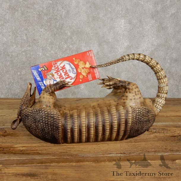 Reproduction Armadillo Life-Size Mount For Sale #20378 @ The Taxidermy Stor