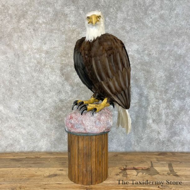Reproduction Bald Eagle Bird Mount For Sale #28489 @ The Taxidermy Store