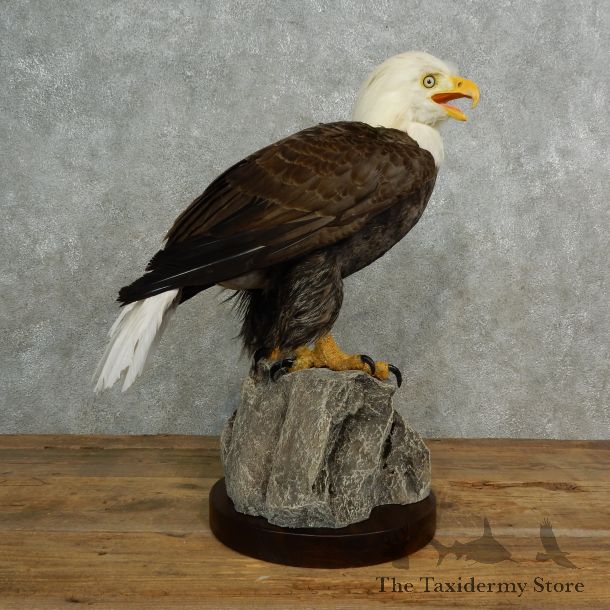 Reproduction Bald Eagle Mount For Sale #TTS1701 @ The Taxidermy Store