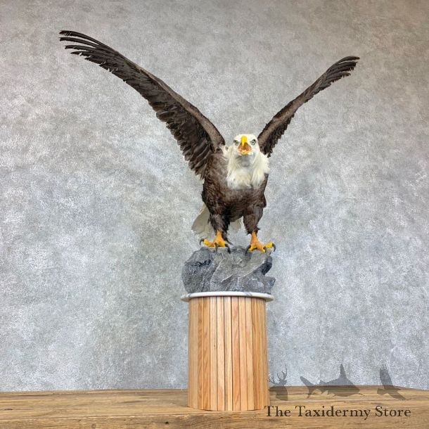 Reproduction Bald Eagle Taxidermy Bird Mount For Sale #22890 @ The Taxidermy Store