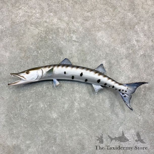 Reproduction Barracuda Fish Mount #23160 For Sale @ The Taxidermy Store