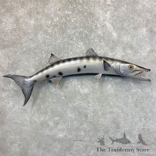 Reproduction Barracuda Fish Mount #23893 For Sale @ The Taxidermy Store