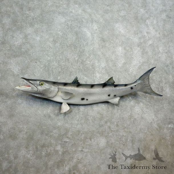 Replica Barracuda Fish Mount #17796 For Sale @ The Taxidermy Store