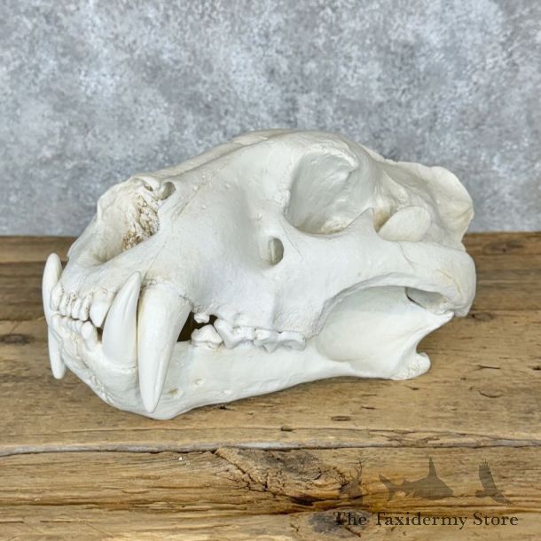 Reproduction Bengal Tiger Full Skull For Sale #29116 @ The Taxidermy Store