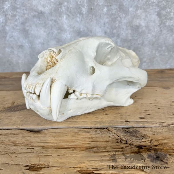 Reproduction Bengal Tiger Full Skull For Sale #29117 @ The Taxidermy Store