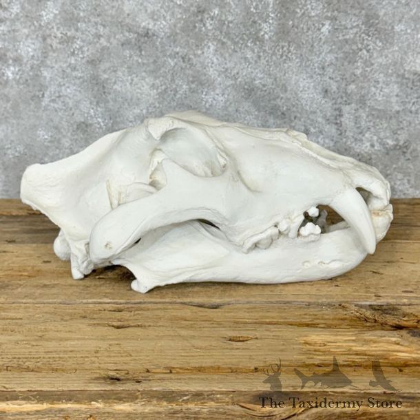 Reproduction Bengal Tiger Full Skull For Sale #29119 @ The Taxidermy Store