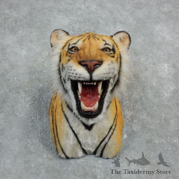 Reproduction Bengal Tiger Mount For Sale #18299 @ The Taxidermy Store