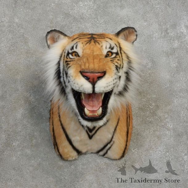 Reproduction Bengal Tiger Shoulder Mount For Sale #17173 @ The Taxidermy Store