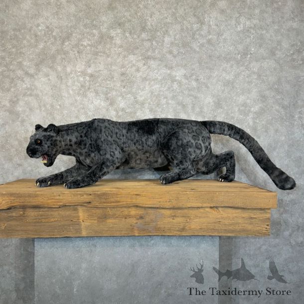 Reproduction Black Leopard Life-Size Mount For Sale #29085 @ The Taxidermy Store