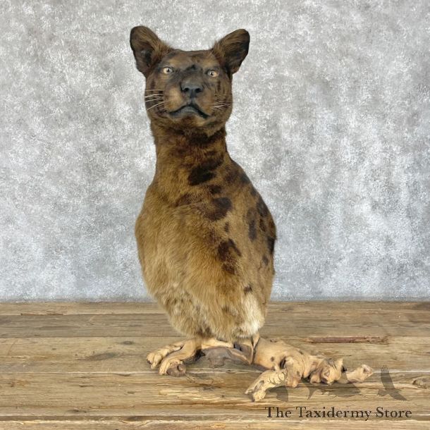 Reproduction Black Leopard Pedestal Mount For Sale #28245 @ The Taxidermy Store