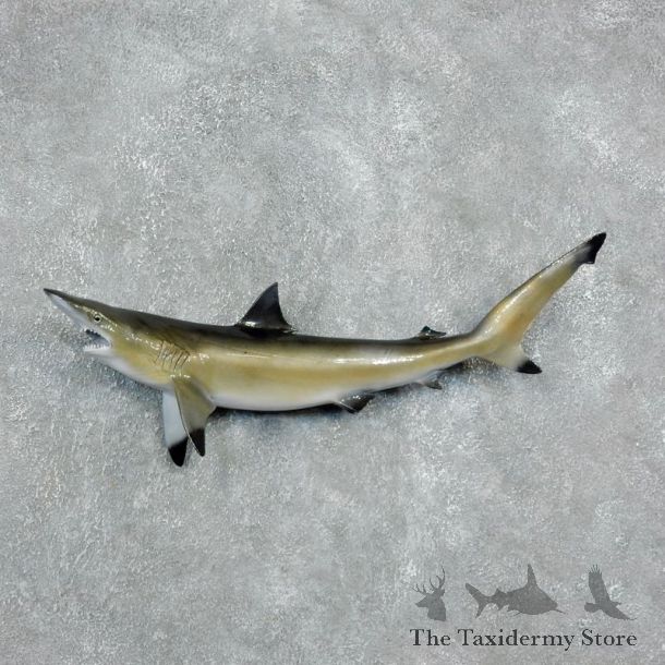 Reproduction Blacktip shark-The Taxidermy Store-17948