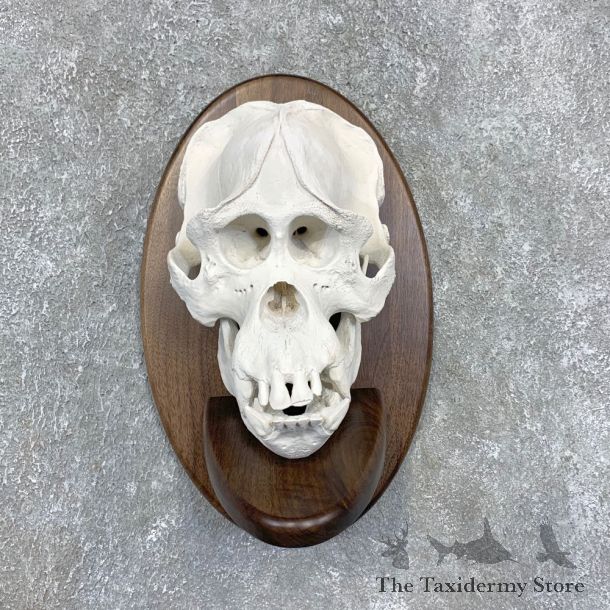 Reproduction Borneo Orangutan Skull Mount For Sale #21590 @ The Taxidermy Store