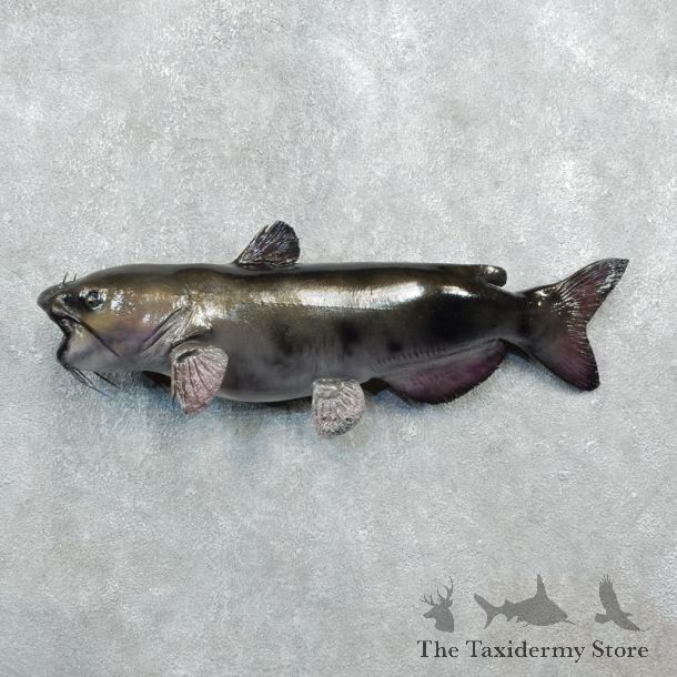 Reproduction Catfish Taxidermy Fish Mount #18274 For Sale @ The Taxidermy Store