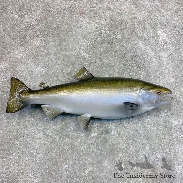 Reproduction Coho Salmon Fish Mount For Sale #22043 @ The Taxidermy Store