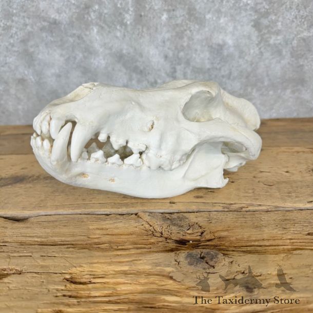 Reproduction Dire Wolf Full Skull For Sale #29110 @ The Taxidermy Store