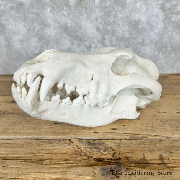 Reproduction Dire Wolf Full Skull For Sale #29111 @ The Taxidermy Store