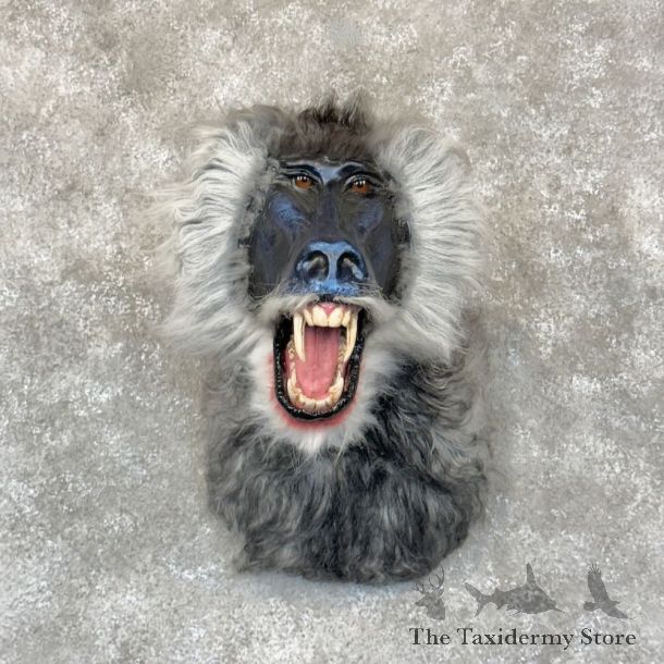 Reproduction Drill Baboon Mount For Sale #28779 @ The Taxidermy Store