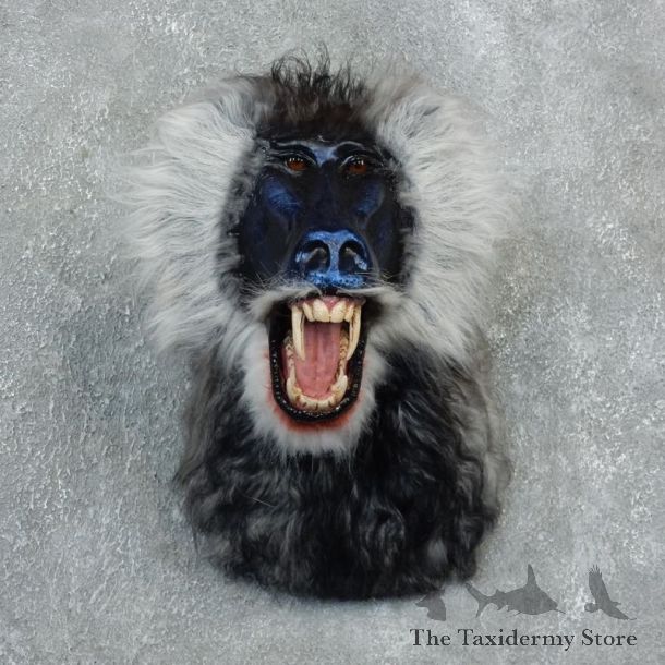 Reproduction Drill Baboon Mount For Sale #18306 @ The Taxidermy Store