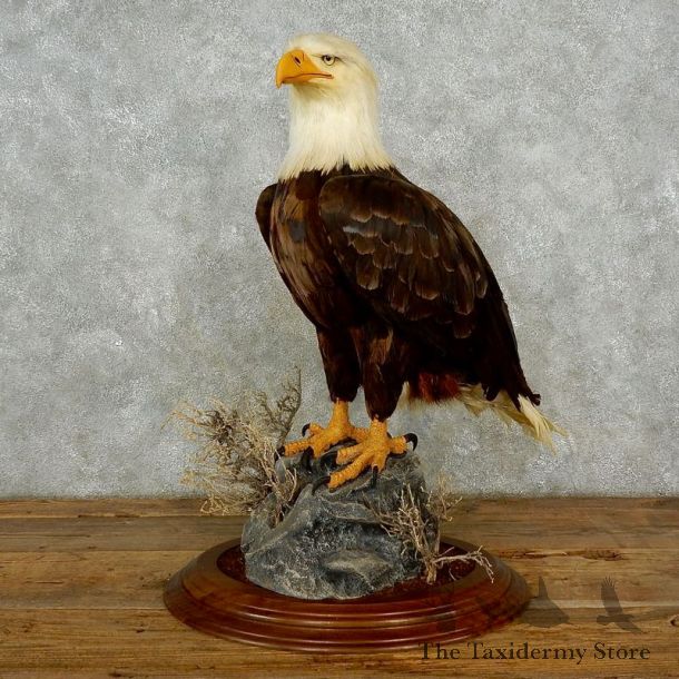 Reproduction Bald Eagle Taxidermy Bird Mount For Sale #17381 @ The Taxidermy Store