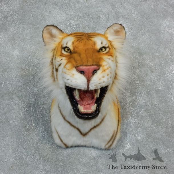 Golden Bengal Tiger Taxidermy Shoulder Mount #18304 For Sale @ The Taxidermy Store