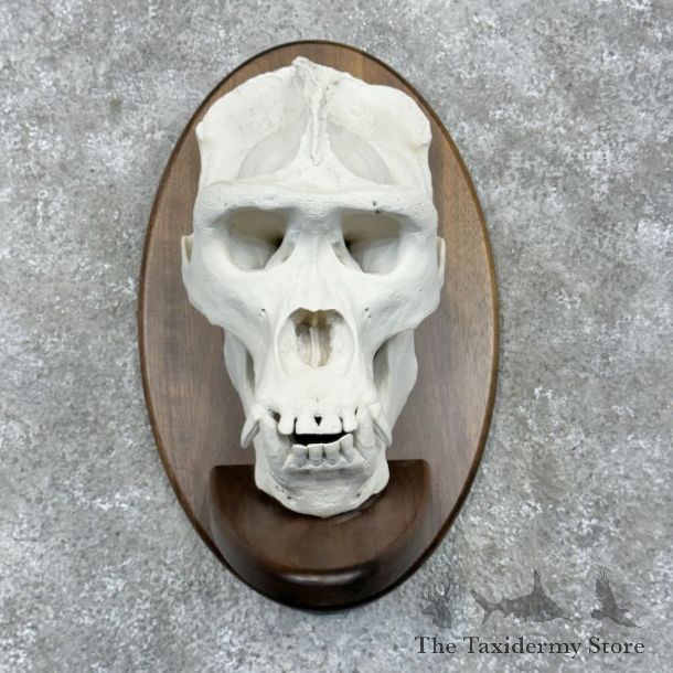 Reproduction Gorilla Skull Mount For Sale #21589 @ The Taxidermy Store