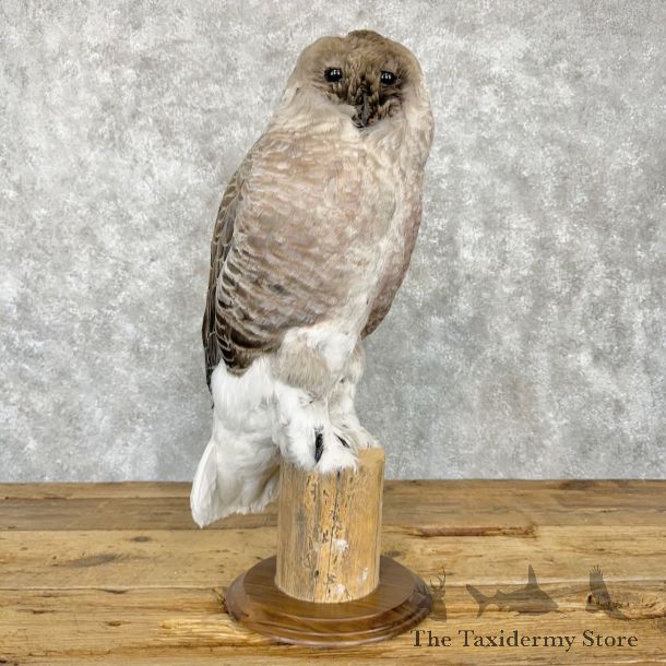 Reproduction Snowy Owl Life Size Mount For Sale #27740 @ The Taxidermy Store