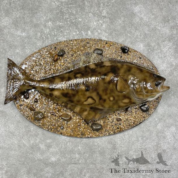 Reproduction Halibut Taxidermy Fish Mount #25919 For Sale @ The Taxidermy Store