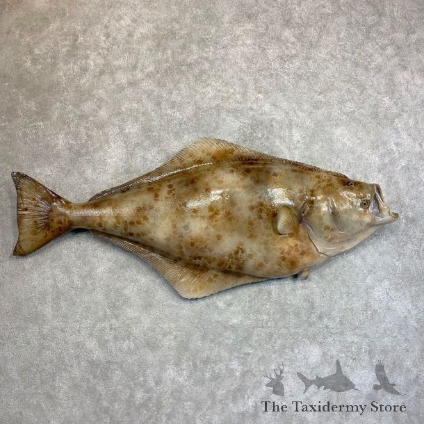 Reproduction Halibut Taxidermy Fish Mount #22040 For Sale @ The Taxidermy Store