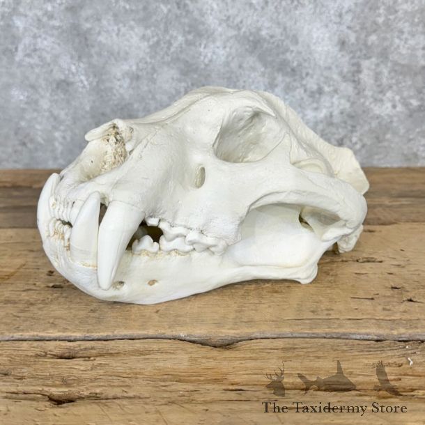 Reproduction Jaguar Full Skull For Sale #29120 @ The Taxidermy Store