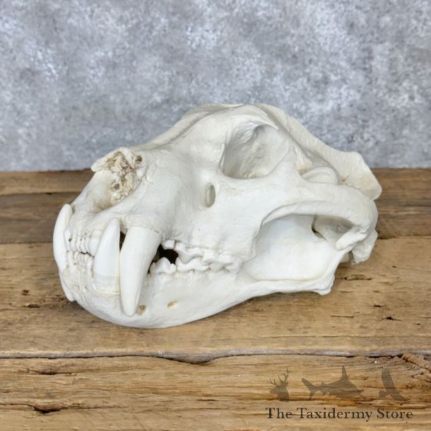 Reproduction Jaguar Full Skull For Sale #29120 @ The Taxidermy Store