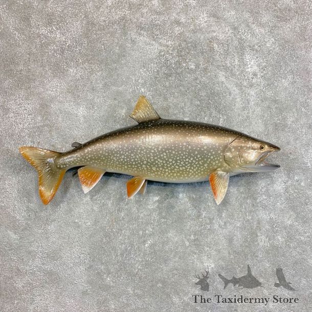 Reproduction Lake Trout Freshwater Fish Mount For Sale #22042 @ The Taxidermy Store
