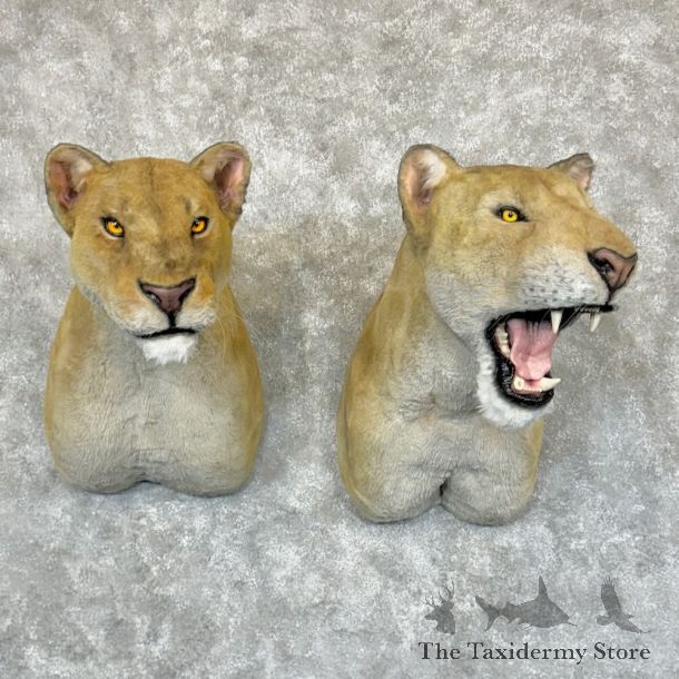 Reproduction Lions of Tsavo Pair For Sale #29168 @ The Taxidermy Store