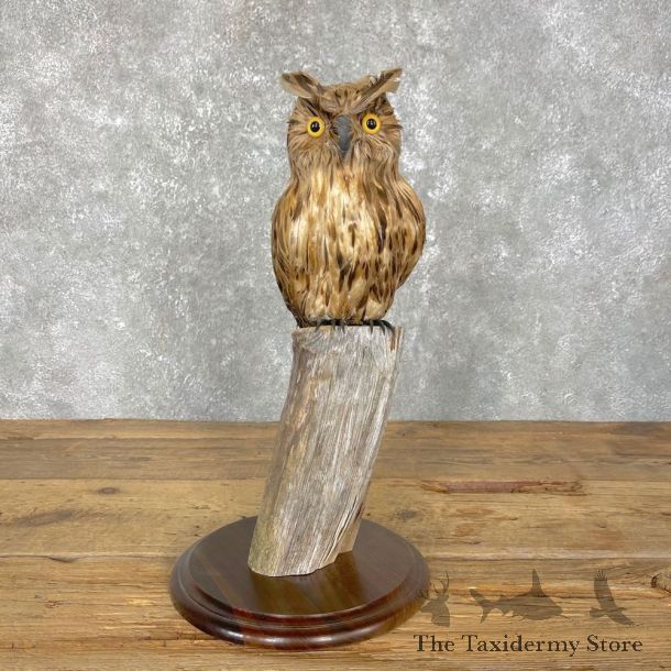 Reproduction Long-eared Owl Life Size Mount #24844 For Sale @ The Taxidermy Store