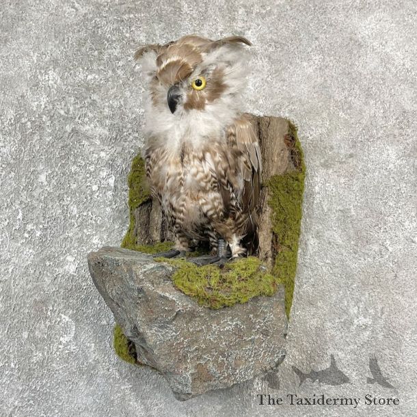 Reproduction Long-eared Owl Life Size Mount #25928 For Sale @ The Taxidermy Store