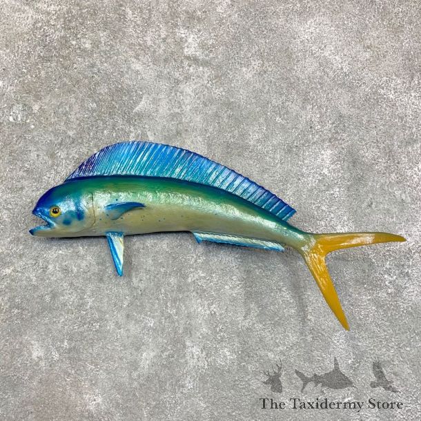 Reproduction Mahi Mahi Taxidermy Fish Mount #23161 For Sale @ The Taxidermy Store