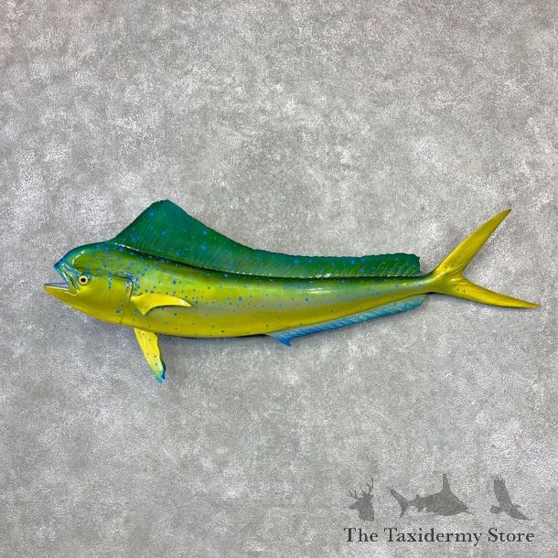 Reproduction Mahi Mahi Taxidermy Fish Mount #23264 For Sale @ The Taxidermy Store