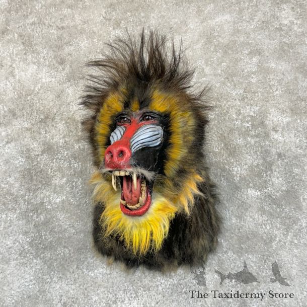 Reproduction Mandrill Baboon Shoulder Mount For Sale #16604 @ The Taxidermy Store