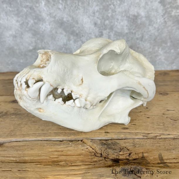 Reproduction Dire Wolf Full Skull For Sale #29111 @ The Taxidermy Store