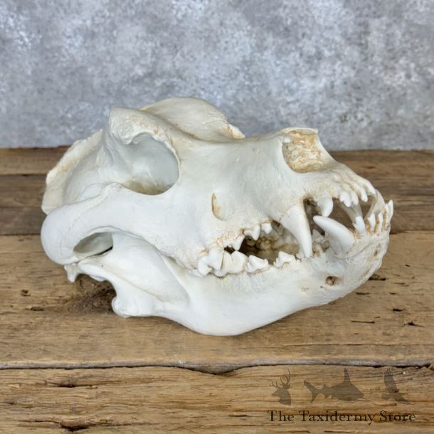 Reproduction Mastiff Full Skull For Sale #29114 @ The Taxidermy Store