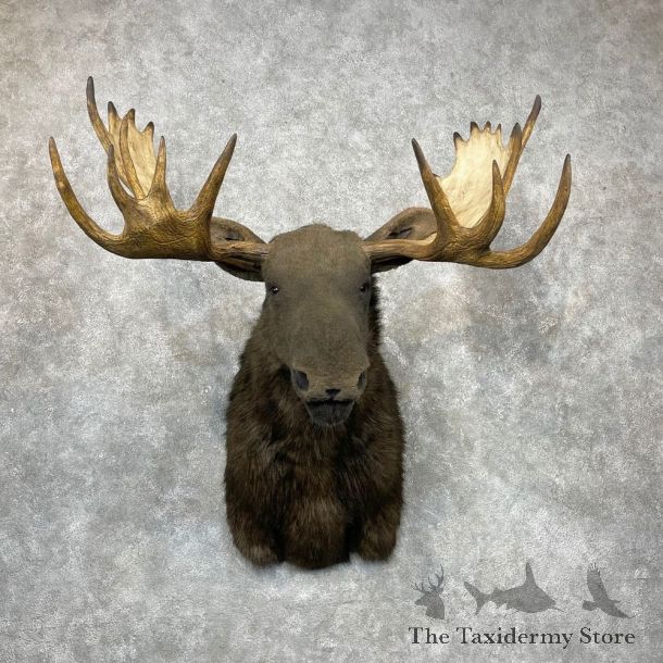 Reproduction Moose Shoulder Mount #24413 For Sale - The Taxidermy Store