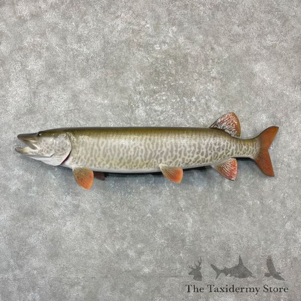 Reproduction Muskellunge Fish Mount For Sale #27230 @ The Taxidermy Store