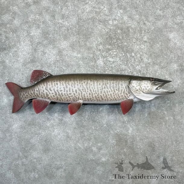 Reproduction Muskellunge Fish Mount For Sale #27232 @ The Taxidermy Store