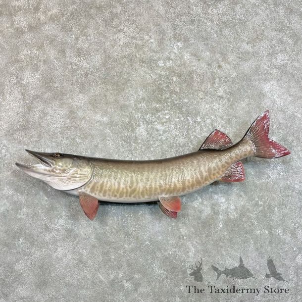 Reproduction Muskellunge Fish Mount For Sale #27524 @ The Taxidermy Store