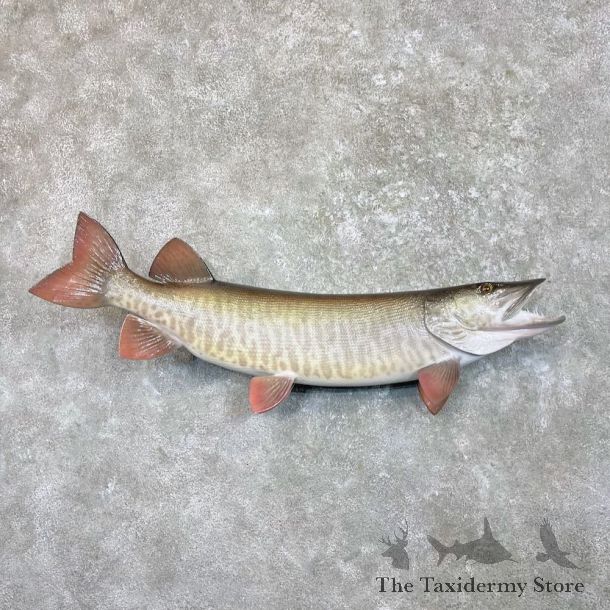 Reproduction Muskellunge Fish Mount For Sale #27526 @ The Taxidermy Store