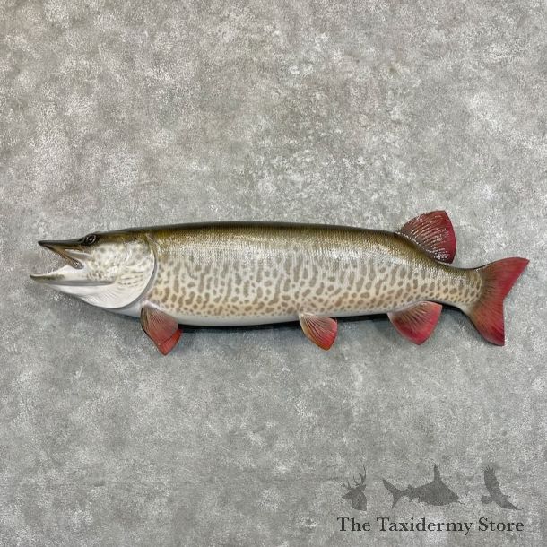 Reproduction Muskellunge Fish Mount For Sale #27529 @ The Taxidermy Store
