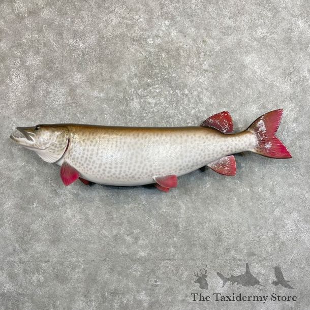 Reproduction Muskellunge Fish Mount For Sale #27531 @ The Taxidermy Store