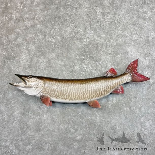 Reproduction Muskellunge Fish Mount For Sale #27532 @ The Taxidermy Store