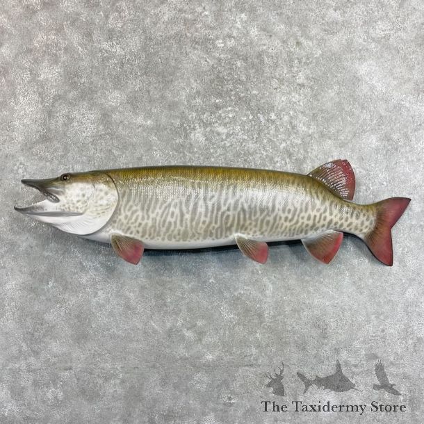 Reproduction Muskellunge Fish Mount For Sale #27533 @ The Taxidermy Store