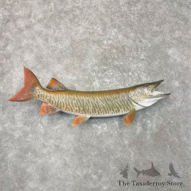 Reproduction Muskellunge Fish Mount For Sale #27672 @ The Taxidermy Store