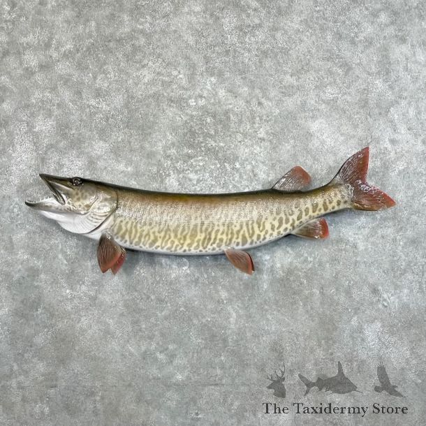 Reproduction Muskellunge Fish Mount For Sale #27673 @ The Taxidermy Store